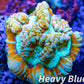 Tropical WA Wilsoni- LPS-  Wilsoni Coral Frag WYSIWYG Tropical WA Wilsoni- LPS-  Wilsoni Coral Frag WYSIWYG LPS Tropical WA Wilsoni- LPS-  Wilsoni Coral Frag WYSIWYG Zeo Box Reef