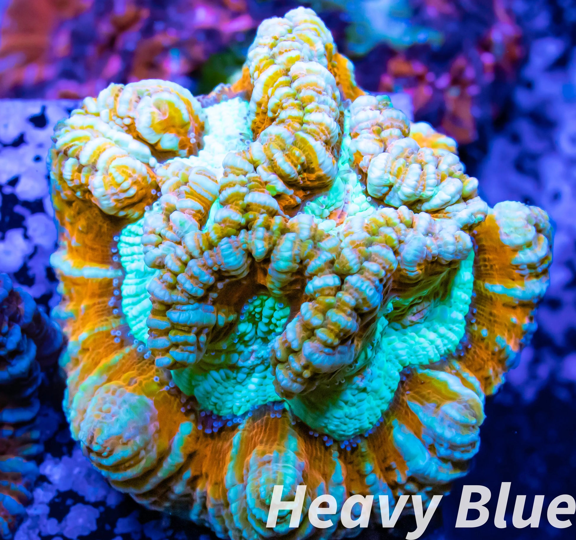 Tropical WA Wilsoni- LPS-  Wilsoni Coral Frag WYSIWYG Tropical WA Wilsoni- LPS-  Wilsoni Coral Frag WYSIWYG LPS Tropical WA Wilsoni- LPS-  Wilsoni Coral Frag WYSIWYG Zeo Box Reef