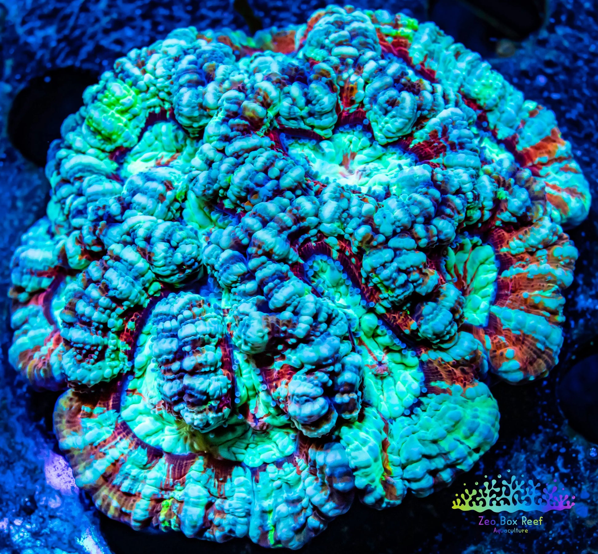 Tropical WA Wilsoni- LPS- Rainbow  Wilsoni Coral 6cm WYSIWYG Tropical WA Wilsoni- LPS- Rainbow  Wilsoni Coral 6cm WYSIWYG LPS Tropical WA Wilsoni- LPS- Rainbow  Wilsoni Coral 6cm WYSIWYG Zeo Box Reef