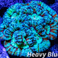 Tropical WA Wilsoni- LPS- Rainbow  Wilsoni Coral 6cm WYSIWYG Tropical WA Wilsoni- LPS- Rainbow  Wilsoni Coral 6cm WYSIWYG LPS Tropical WA Wilsoni- LPS- Rainbow  Wilsoni Coral 6cm WYSIWYG Zeo Box Reef