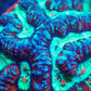 Tropical WA Wilsoni- LPS- Wilsoni Coral 6-7cm Tropical WA Wilsoni- LPS- Wilsoni Coral 6-7cm LPS Tropical WA Wilsoni- LPS- Wilsoni Coral 6-7cm Zeo Box Reef