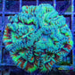 Tropical WA Wilsoni- LPS- Wilsoni Coral 6-7cm Tropical WA Wilsoni- LPS- Wilsoni Coral 6-7cm LPS Tropical WA Wilsoni- LPS- Wilsoni Coral 6-7cm Zeo Box Reef