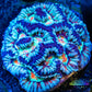 Tropical WA Wilsoni- LPS- Wilsoni Coral 6cm Tropical WA Wilsoni- LPS- Wilsoni Coral 6cm LPS Tropical WA Wilsoni- LPS- Wilsoni Coral 6cm Zeo Box Reef