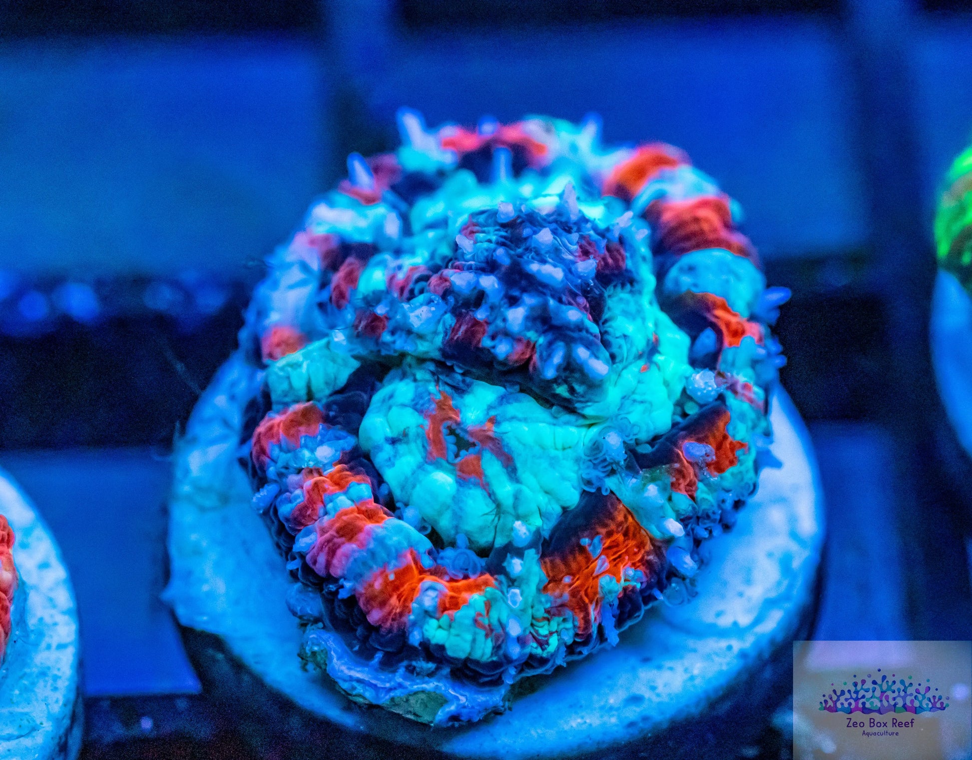 Tropical WA Wilsoni- LPS- Wilsoni Frag Tropical WA Wilsoni- LPS- Wilsoni Frag  Tropical WA Wilsoni- LPS- Wilsoni Frag Zeo Box Reef