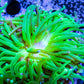 Ultra Green Torch Coral 7cm Ultra Green Torch Coral 7cm LPS Ultra Green Torch Coral 7cm Zeo Box Reef