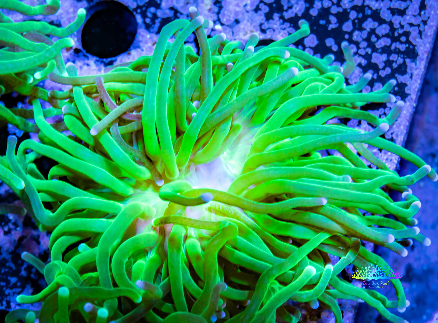 Ultra Green Torch Coral 7cm Ultra Green Torch Coral 7cm LPS Ultra Green Torch Coral 7cm Zeo Box Reef