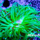 Ultra Green Torch Coral 7cm Ultra Green Torch Coral 7cm LPS Ultra Green Torch Coral 7cm Zeo Box Reef