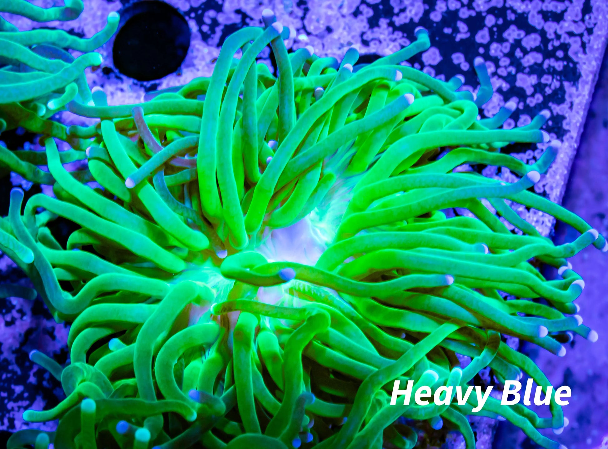 Ultra Green Torch Coral 7cm Ultra Green Torch Coral 7cm LPS Ultra Green Torch Coral 7cm Zeo Box Reef