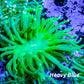 Ultra Green Torch Coral 7cm Ultra Green Torch Coral 7cm LPS Ultra Green Torch Coral 7cm Zeo Box Reef