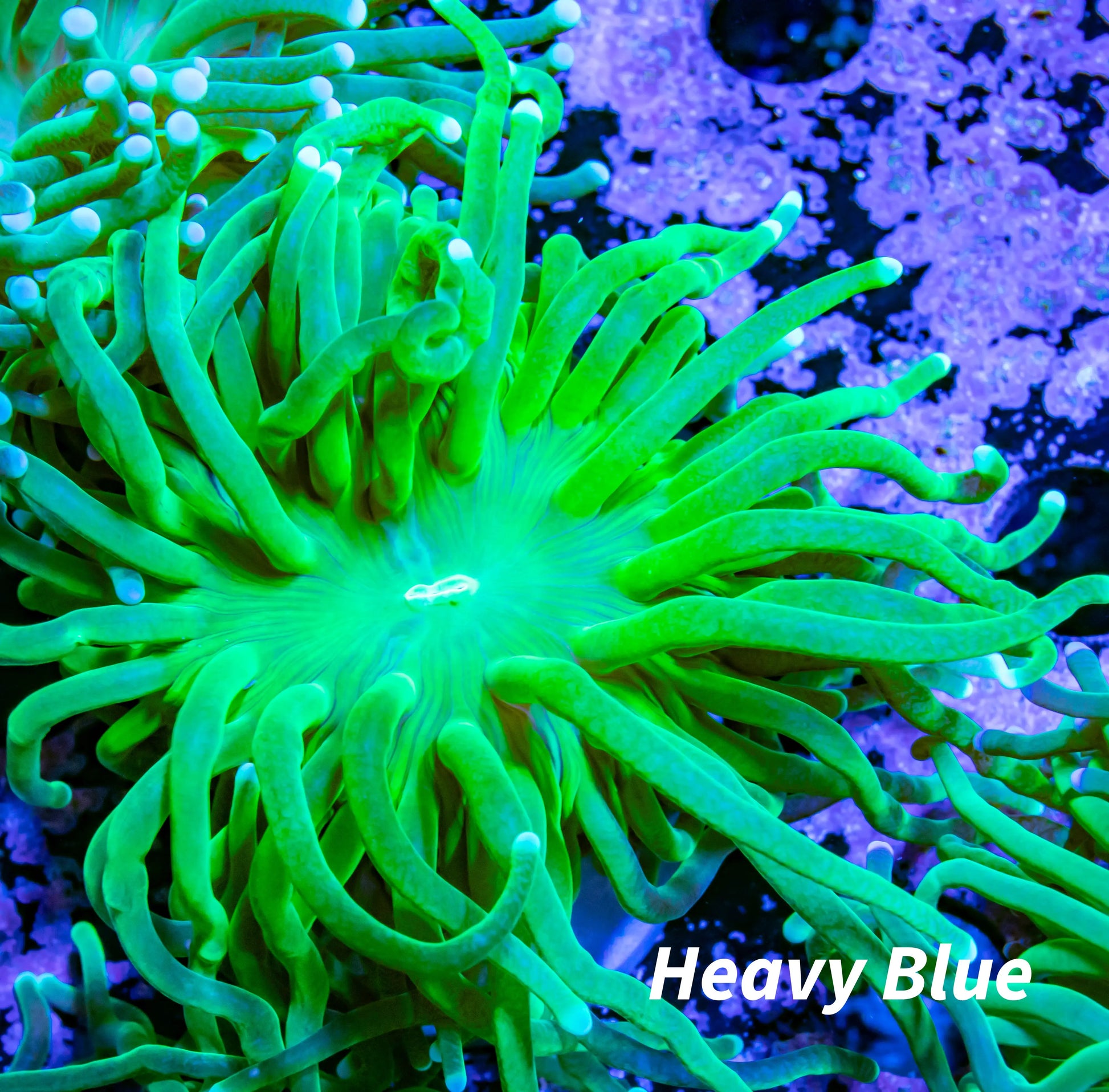 Ultra Green Torch Coral 7cm Ultra Green Torch Coral 7cm LPS Ultra Green Torch Coral 7cm Zeo Box Reef