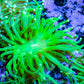 Ultra Green Torch Coral 7cm Ultra Green Torch Coral 7cm LPS Ultra Green Torch Coral 7cm Zeo Box Reef