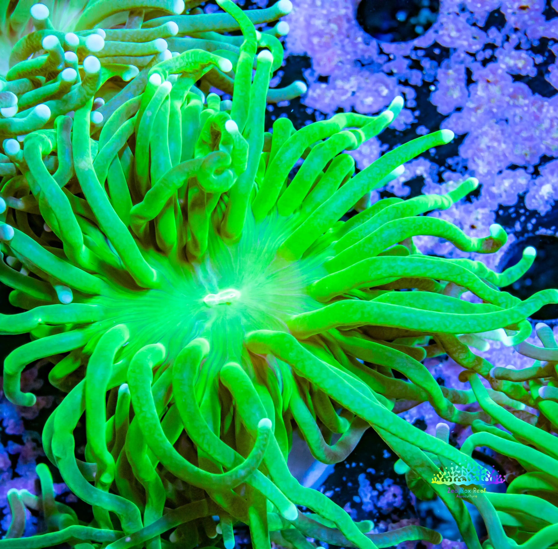 Ultra Green Torch Coral 7cm Ultra Green Torch Coral 7cm LPS Ultra Green Torch Coral 7cm Zeo Box Reef