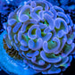 Ultra Hammer Coral WYSIWYG 4cm Ultra Hammer Coral WYSIWYG 4cm Aquarium Decor Ultra Hammer Coral WYSIWYG 4cm Zeo Box Reef