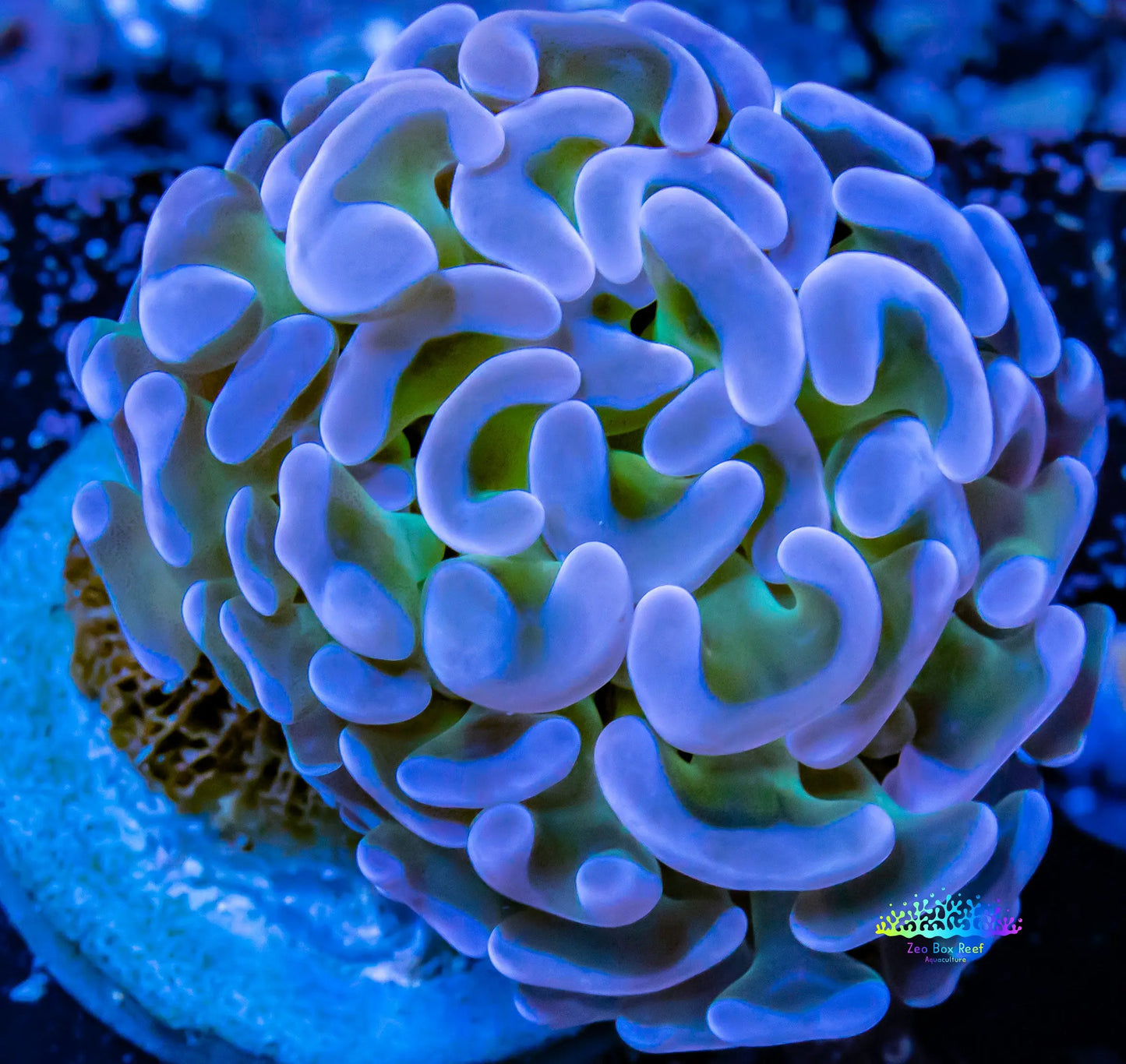 Ultra Hammer Coral WYSIWYG 4cm Ultra Hammer Coral WYSIWYG 4cm Aquarium Decor Ultra Hammer Coral WYSIWYG 4cm Zeo Box Reef