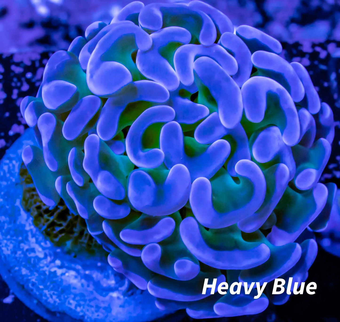 Ultra Hammer Coral WYSIWYG 4cm Ultra Hammer Coral WYSIWYG 4cm Aquarium Decor Ultra Hammer Coral WYSIWYG 4cm Zeo Box Reef