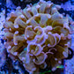 Ultra Hammer Coral WYSIWYG 5cm Ultra Hammer Coral WYSIWYG 5cm Aquarium Decor Ultra Hammer Coral WYSIWYG 5cm Zeo Box Reef