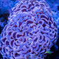 Ultra Hammer Coral WYSIWYG 6cm Ultra Hammer Coral WYSIWYG 6cm Aquarium Decor Ultra Hammer Coral WYSIWYG 6cm Zeo Box Reef