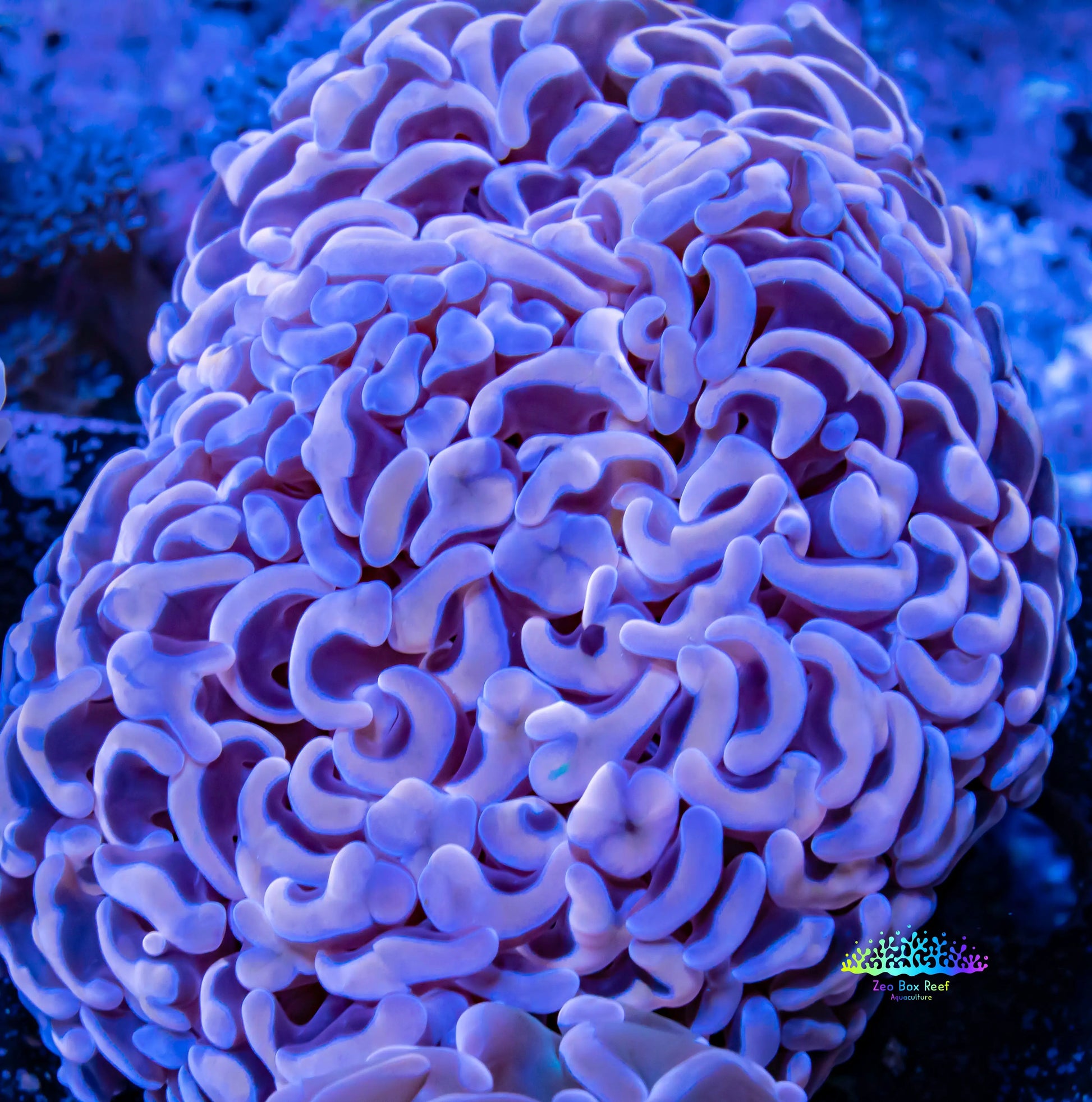 Ultra Hammer Coral WYSIWYG 6cm Ultra Hammer Coral WYSIWYG 6cm Aquarium Decor Ultra Hammer Coral WYSIWYG 6cm Zeo Box Reef