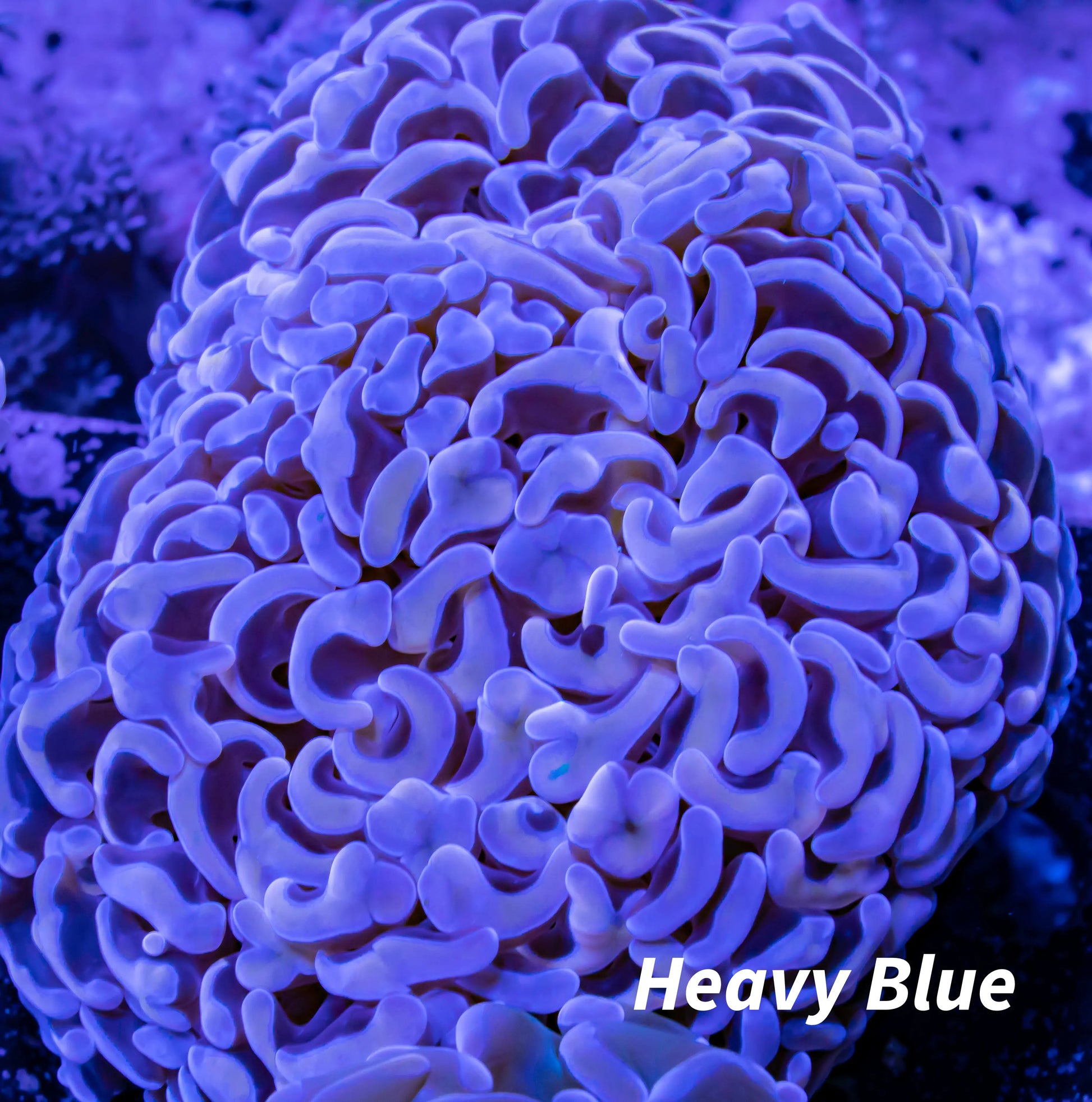 Ultra Hammer Coral WYSIWYG 6cm Ultra Hammer Coral WYSIWYG 6cm Aquarium Decor Ultra Hammer Coral WYSIWYG 6cm Zeo Box Reef