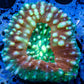 Ultra Lobophyllia Pachysepta - Lobo Coral WYSIWYG 5cm Ultra Lobophyllia Pachysepta - Lobo Coral WYSIWYG 5cm LPS Ultra Lobophyllia Pachysepta - Lobo Coral WYSIWYG 5cm Zeo Box Reef