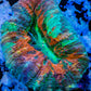 Ultra Lobophyllia Pachysepta - Lobo Coral WYSIWYG 6cm Ultra Lobophyllia Pachysepta - Lobo Coral WYSIWYG 6cm LPS Ultra Lobophyllia Pachysepta - Lobo Coral WYSIWYG 6cm Zeo Box Reef
