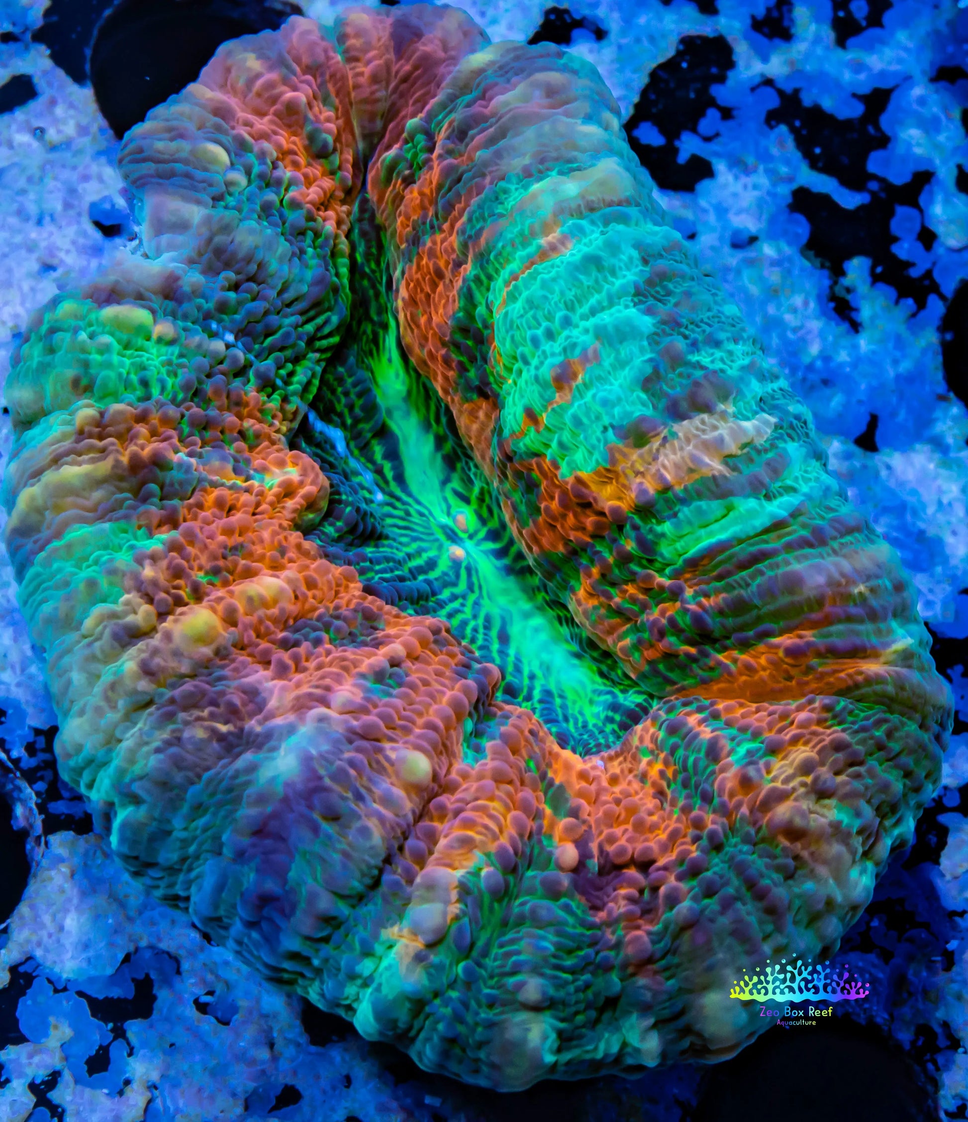 Ultra Lobophyllia Pachysepta - Lobo Coral WYSIWYG 6cm Ultra Lobophyllia Pachysepta - Lobo Coral WYSIWYG 6cm LPS Ultra Lobophyllia Pachysepta - Lobo Coral WYSIWYG 6cm Zeo Box Reef