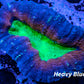 Ultra Lobophyllia Pachysepta - Lobo Coral WYSIWYG 6cm Ultra Lobophyllia Pachysepta - Lobo Coral WYSIWYG 6cm LPS Ultra Lobophyllia Pachysepta - Lobo Coral WYSIWYG 6cm Zeo Box Reef