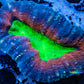 Ultra Lobophyllia Pachysepta - Lobo Coral WYSIWYG 6cm Ultra Lobophyllia Pachysepta - Lobo Coral WYSIWYG 6cm LPS Ultra Lobophyllia Pachysepta - Lobo Coral WYSIWYG 6cm Zeo Box Reef