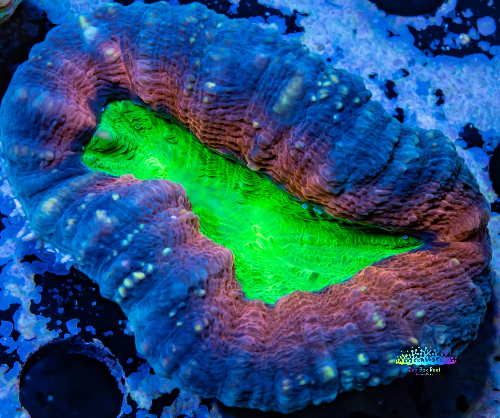 Ultra Lobophyllia Pachysepta - Lobo Coral WYSIWYG 6cm Ultra Lobophyllia Pachysepta - Lobo Coral WYSIWYG 6cm LPS Ultra Lobophyllia Pachysepta - Lobo Coral WYSIWYG 6cm Zeo Box Reef