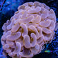 Ultra Orange / Gold Jelly Bean Hammer Coral WYSIWYG 5cm Ultra Orange / Gold Jelly Bean Hammer Coral WYSIWYG 5cm Aquarium Decor Ultra Orange / Gold Jelly Bean Hammer Coral WYSIWYG 5cm Zeo Box Reef