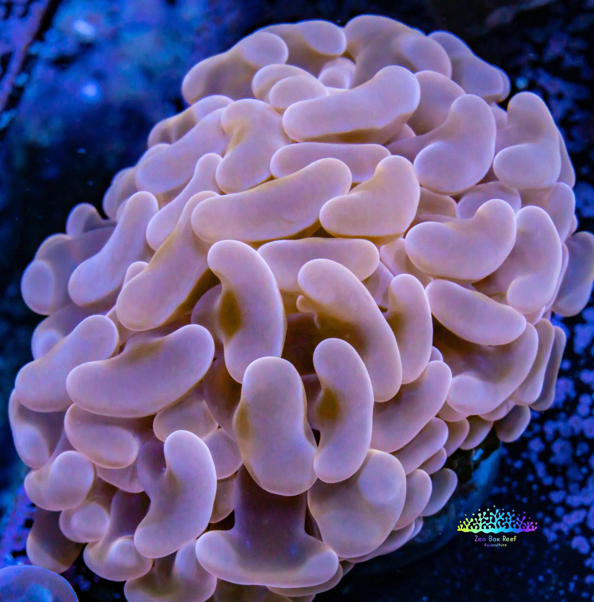 Ultra Orange / Gold Jelly Bean Hammer Coral WYSIWYG 5cm Ultra Orange / Gold Jelly Bean Hammer Coral WYSIWYG 5cm Aquarium Decor Ultra Orange / Gold Jelly Bean Hammer Coral WYSIWYG 5cm Zeo Box Reef