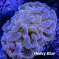 Ultra Orange / Gold Jelly Bean Hammer Coral WYSIWYG 5cm Ultra Orange / Gold Jelly Bean Hammer Coral WYSIWYG 5cm Aquarium Decor Ultra Orange / Gold Jelly Bean Hammer Coral WYSIWYG 5cm Zeo Box Reef