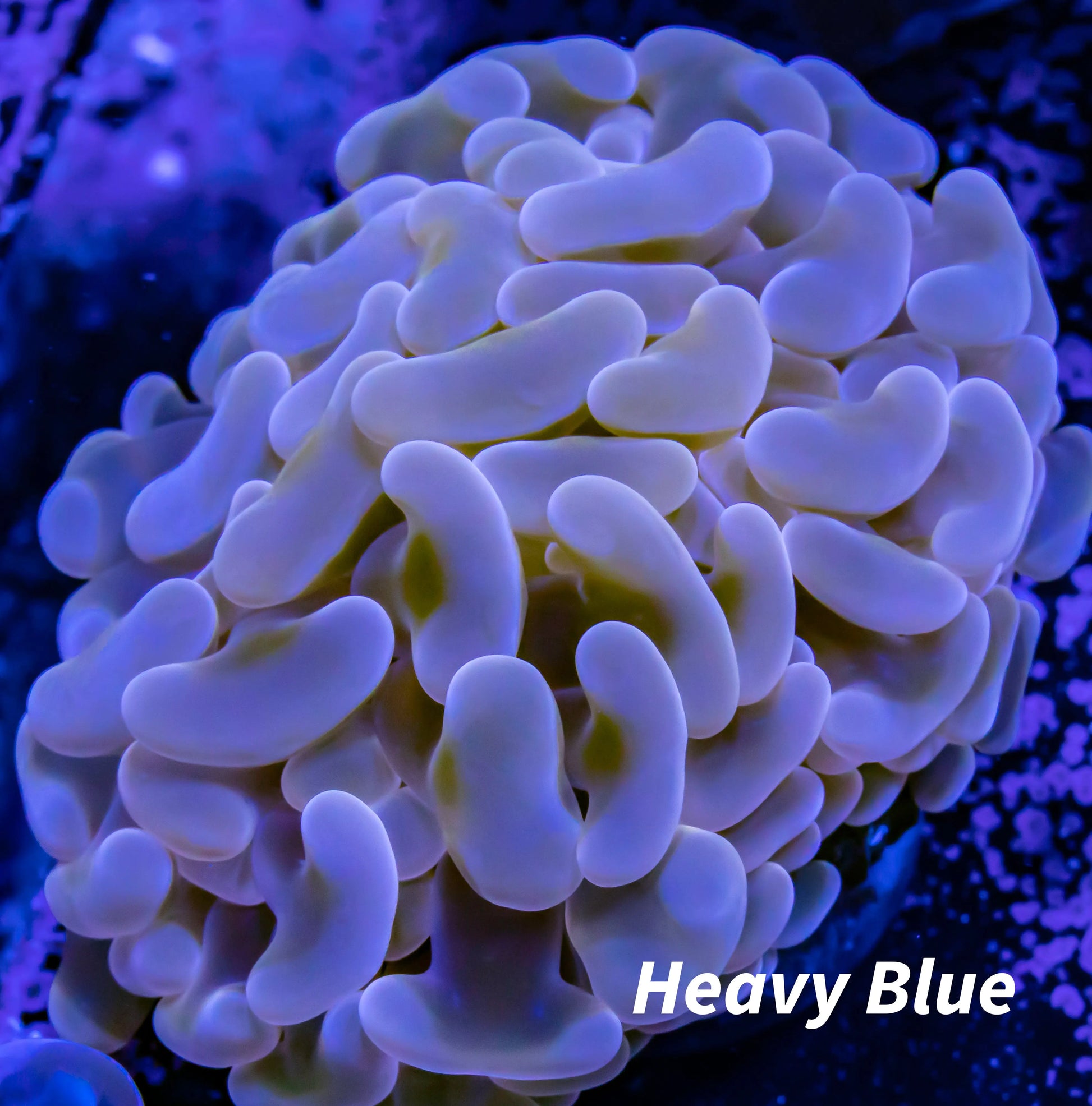 Ultra Orange / Gold Jelly Bean Hammer Coral WYSIWYG 5cm Ultra Orange / Gold Jelly Bean Hammer Coral WYSIWYG 5cm Aquarium Decor Ultra Orange / Gold Jelly Bean Hammer Coral WYSIWYG 5cm Zeo Box Reef