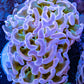 Ultra Reverse Hammer Coral WYSIWYG 5cm Ultra Reverse Hammer Coral WYSIWYG 5cm Aquarium Decor Ultra Reverse Hammer Coral WYSIWYG 5cm Zeo Box Reef