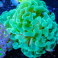 Ultra Turquoise Jelly Bean Hammer Coral WYSIWYG 7cm Ultra Turquoise Jelly Bean Hammer Coral WYSIWYG 7cm Aquarium Decor Ultra Turquoise Jelly Bean Hammer Coral WYSIWYG 7cm Zeo Box Reef