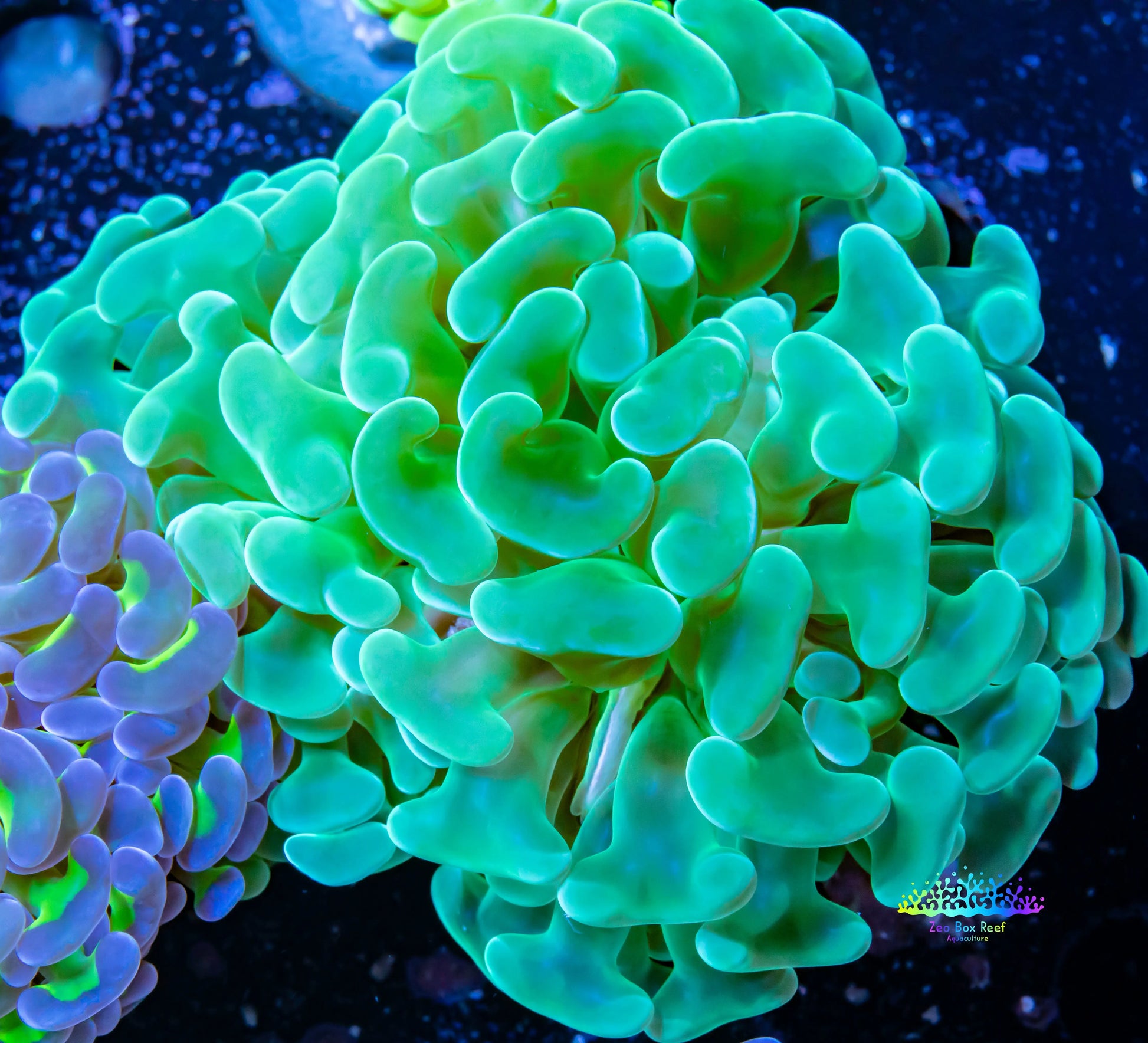 Ultra Turquoise Jelly Bean Hammer Coral WYSIWYG 7cm Ultra Turquoise Jelly Bean Hammer Coral WYSIWYG 7cm Aquarium Decor Ultra Turquoise Jelly Bean Hammer Coral WYSIWYG 7cm Zeo Box Reef