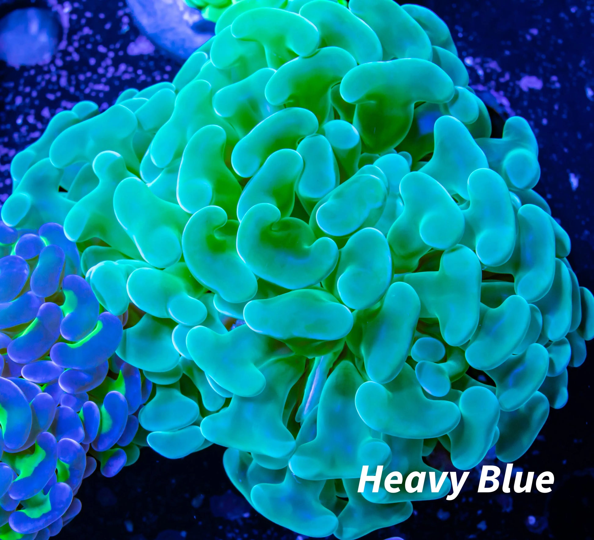 Ultra Turquoise Jelly Bean Hammer Coral WYSIWYG 7cm Ultra Turquoise Jelly Bean Hammer Coral WYSIWYG 7cm Aquarium Decor Ultra Turquoise Jelly Bean Hammer Coral WYSIWYG 7cm Zeo Box Reef