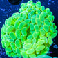 Ultra Yellow & Toxic Green Jelly Bean Hammer Coral WYSIWYG 5cm Ultra Yellow & Toxic Green Jelly Bean Hammer Coral WYSIWYG 5cm Aquarium Decor Ultra Yellow & Toxic Green Jelly Bean Hammer Coral WYSIWYG 5cm Zeo Box Reef