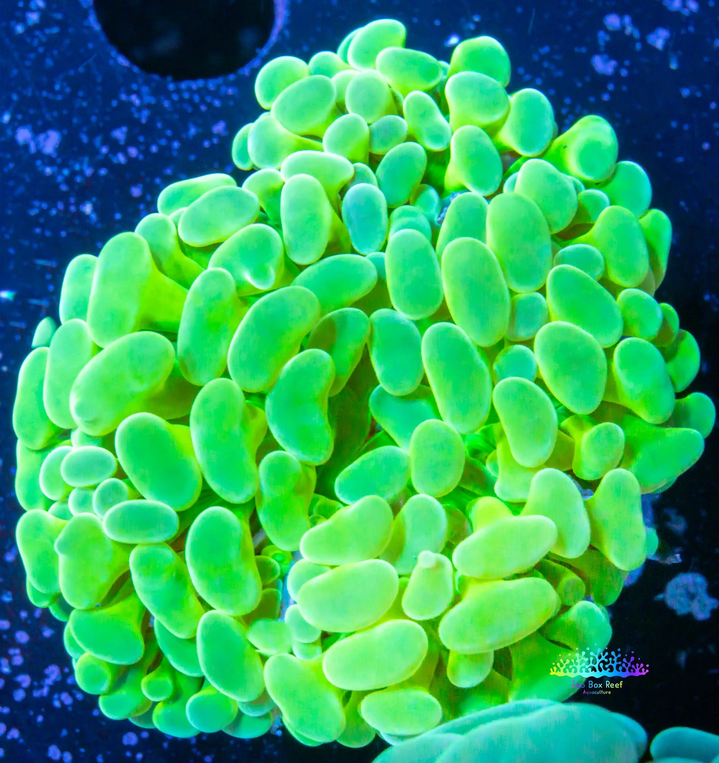 Ultra Yellow & Toxic Green Jelly Bean Hammer Coral WYSIWYG 5cm Ultra Yellow & Toxic Green Jelly Bean Hammer Coral WYSIWYG 5cm Aquarium Decor Ultra Yellow & Toxic Green Jelly Bean Hammer Coral WYSIWYG 5cm Zeo Box Reef