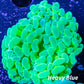 Ultra Yellow & Toxic Green Jelly Bean Hammer Coral WYSIWYG 5cm Ultra Yellow & Toxic Green Jelly Bean Hammer Coral WYSIWYG 5cm Aquarium Decor Ultra Yellow & Toxic Green Jelly Bean Hammer Coral WYSIWYG 5cm Zeo Box Reef