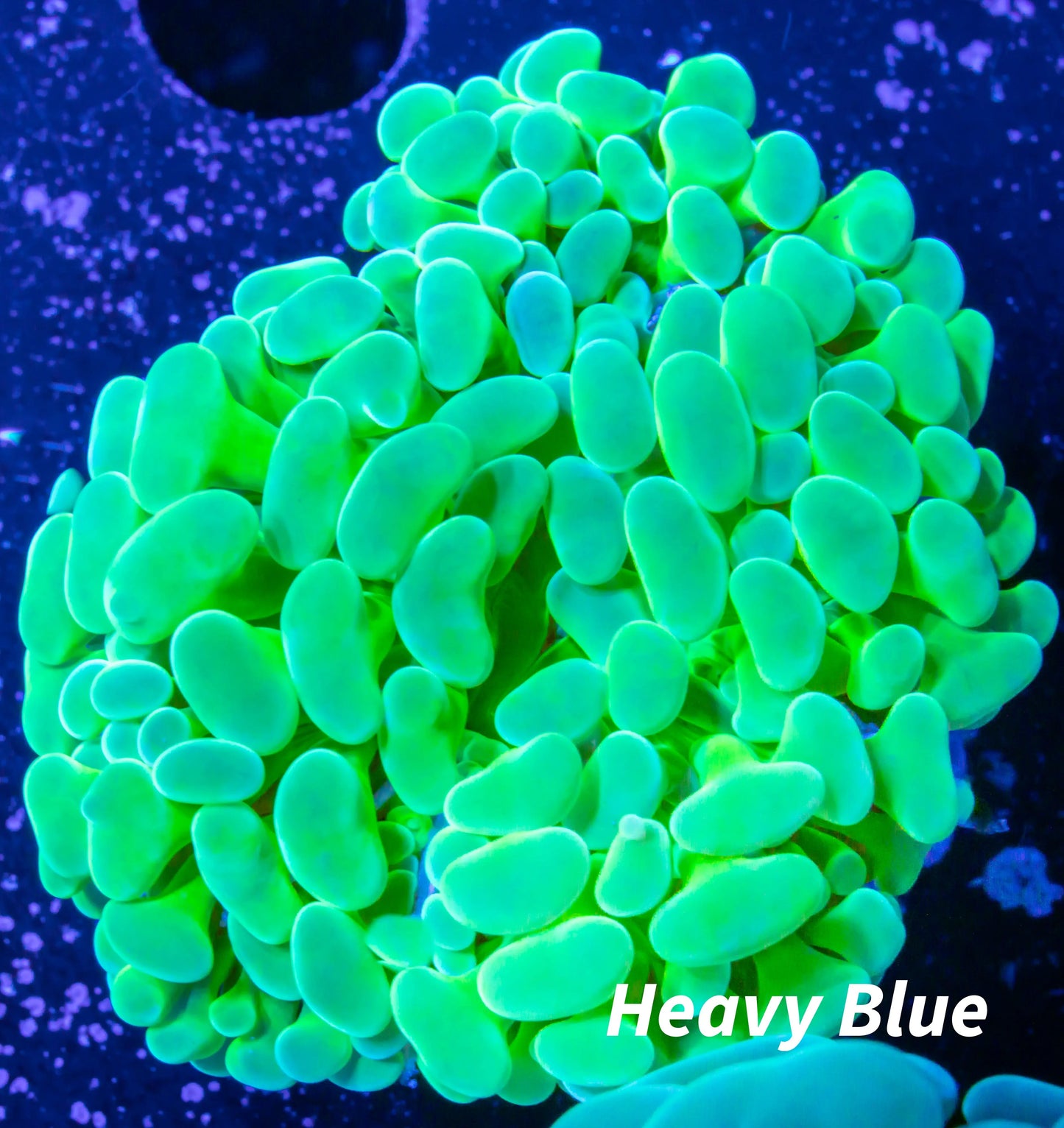 Ultra Yellow & Toxic Green Jelly Bean Hammer Coral WYSIWYG 5cm Ultra Yellow & Toxic Green Jelly Bean Hammer Coral WYSIWYG 5cm Aquarium Decor Ultra Yellow & Toxic Green Jelly Bean Hammer Coral WYSIWYG 5cm Zeo Box Reef