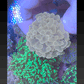 Ultra Orange / Gold Jelly Bean Hammer Coral WYSIWYG 5cm