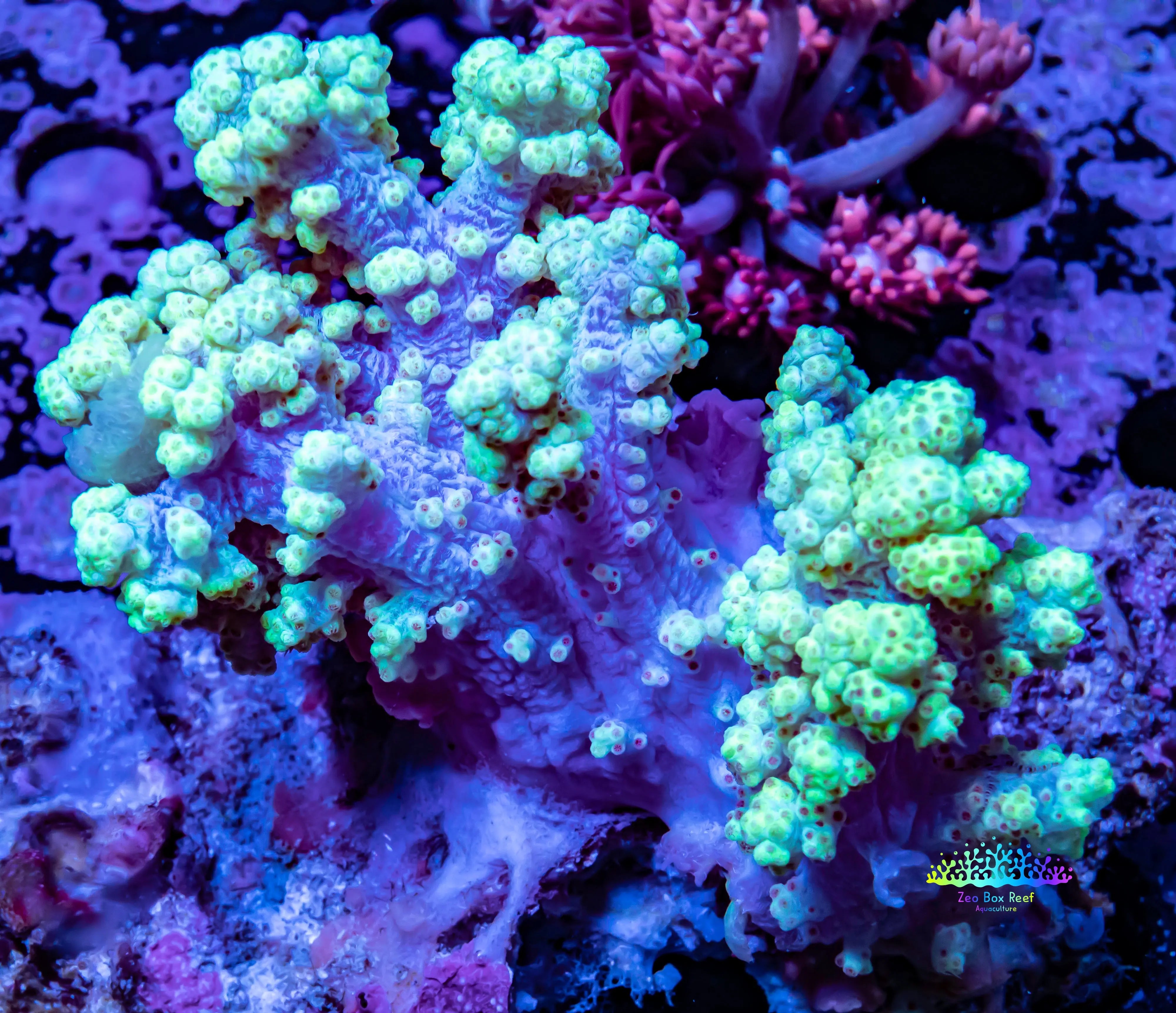 Buy Delicate and Beautiful Nephthea Corals Online at Zeo Box Reef ...