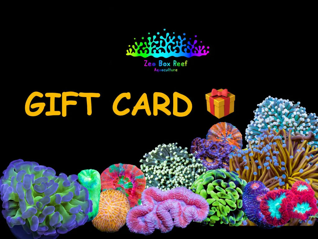 Zeo Box Reef Gift Cards Zeo Box Reef Gift Cards Gift Card Zeo Box Reef Gift Cards Zeo Box Reef