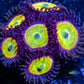 Zoanthid coral - Zoa Frag WYSIWYG Zoanthid coral - Zoa Frag WYSIWYG LPS Zoanthid coral - Zoa Frag WYSIWYG Zeo Box Reef