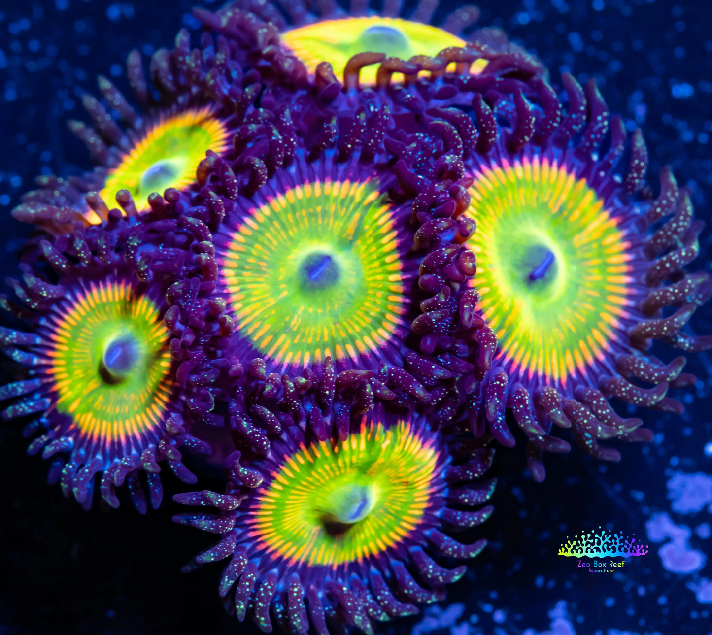 Zoanthid coral - Zoa Frag WYSIWYG Zoanthid coral - Zoa Frag WYSIWYG LPS Zoanthid coral - Zoa Frag WYSIWYG Zeo Box Reef