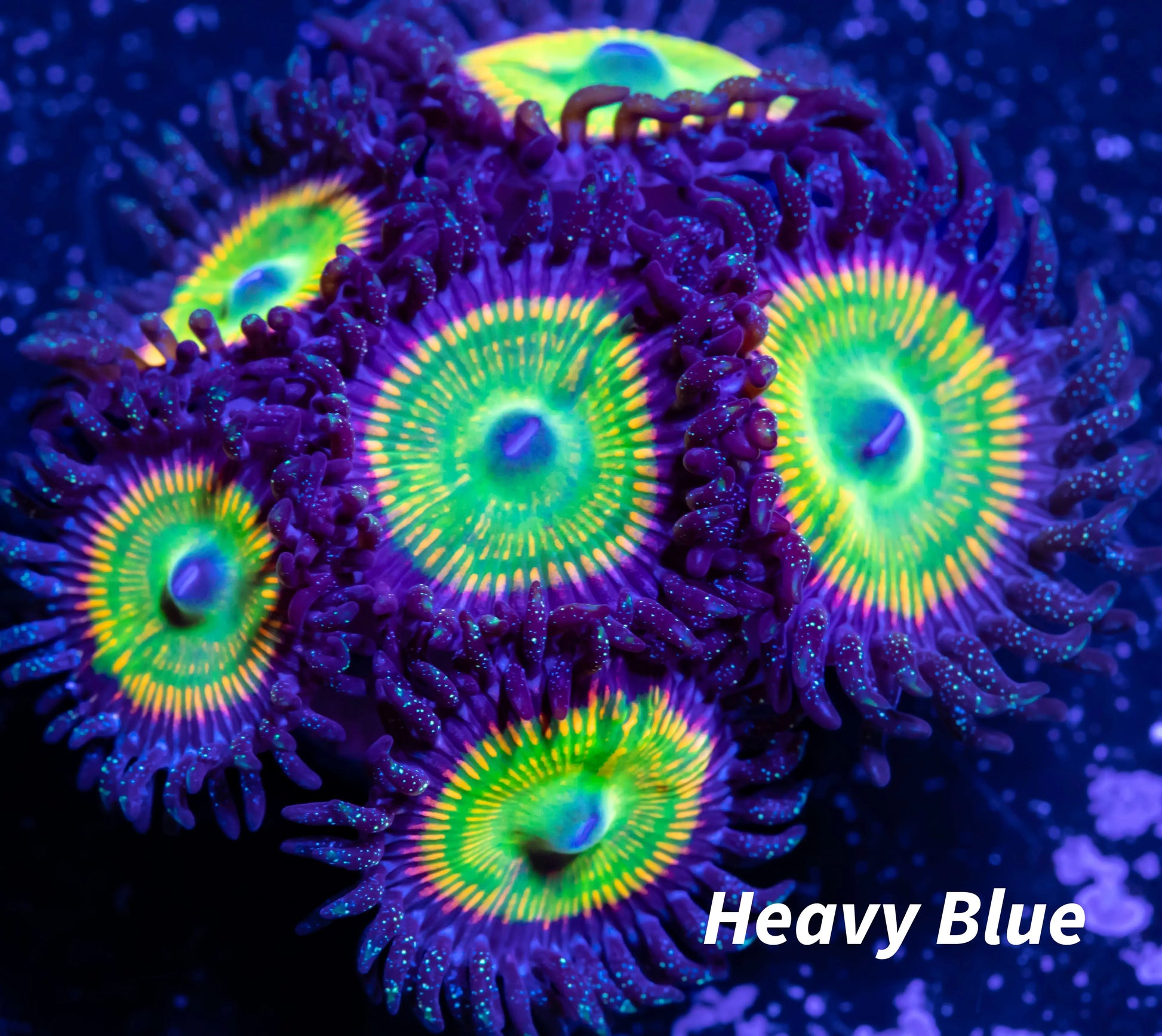 Zoanthid coral - Zoa Frag WYSIWYG Zoanthid coral - Zoa Frag WYSIWYG LPS Zoanthid coral - Zoa Frag WYSIWYG Zeo Box Reef