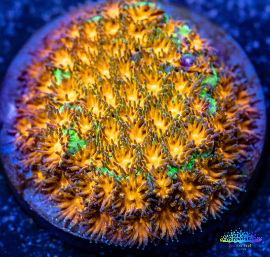 leptastrea Coral - LPS - Frag- HellFire Lepto leptastrea Coral - LPS - Frag- HellFire Lepto Home & Garden leptastrea Coral - LPS - Frag- HellFire Lepto Zeo Box Reef